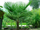 Windmill Palm - Live Plants in 4 Inch Pots - Trachycarpus Fortunei - Hardy Palm from Florida