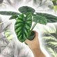 Alocasia - Live Plants in 4 Inch Pots - Florist Quality Air Purifying Indoor Plant - Nature&