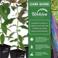 Rainbow Eucalyptus Tree - Live Plants in 5 Inch Pots - Eucalyptus Deglupta - Rare and Exotic Ornamental Tree