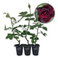 Baccara Rose Bush - Live Starter Plants in 2 Inch Pots - Beautifully Fragrant Heirloom Rose from Florida - A Versatile Beauty with a Rich Fragrance