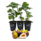 Fig Tree - 3 Live Tissue Culture Starter Plants - Ficus Carica - Edible Fruit Tree for The Patio and Garden