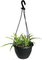 Enchanting Spider Plant Hanging Basket - Live Plant in a 4 Inch Hanging Basket - Chlorophytum Comosum - Nature&