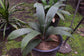 Sabinaria Palm - Live Plant in a 3 Gallon Growers Pot - Sabinaria Magnifica - Extremely Rare and Beautiful Palms from Florida