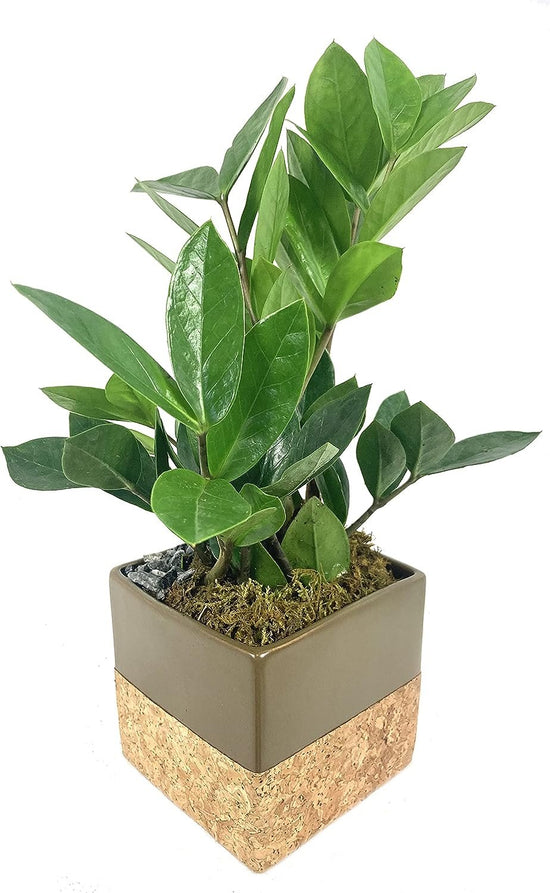 Bonsai Cork Planter - Live Plants in 5 Inch Decorative Pots - Plant Variety is Grower&