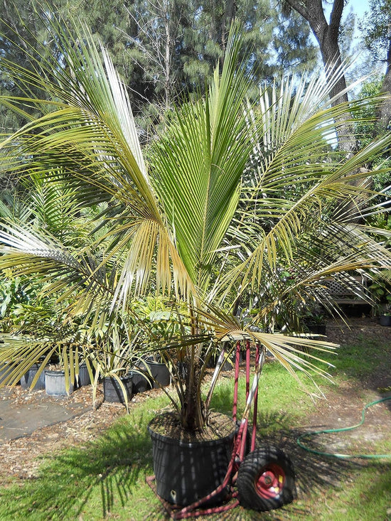 High Plateau Coconut Palm - Live Plants in 4 Inch Pots - Beccariophoenix Alfredii - Extremely Rare Ornamental Cold Hardy Coconut Palm