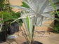 White Elephant Palm - Live Plant in a 3 Gallon Growers Pot - Kerriodoxa Elegans - Extremely Rare and Beautiful Palms from Florida