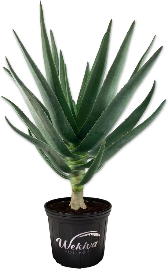 Hercules Aloe Tree - Live Plant in a 3 Gallon Growers Pot - Aloidendron &