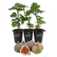 Fig Tree - 3 Live Tissue Culture Starter Plants - Ficus Carica - Edible Fruit Tree for The Patio and Garden