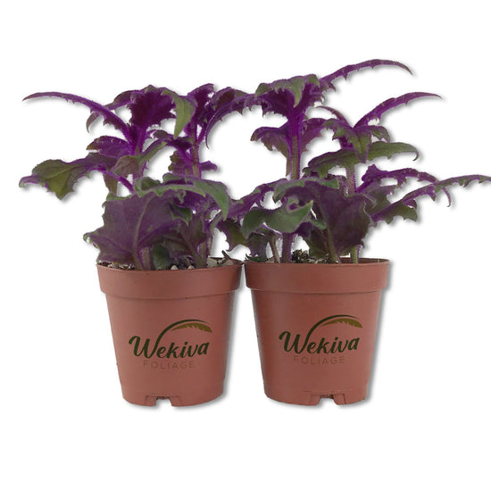 Purple Passion Plant - Royal Velvet Plant - Live Starter Plants in 2 Inch Pots - Gynura Aurantica - Rare Indoor Houseplant