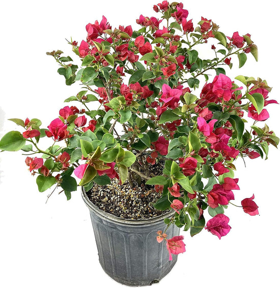 Red Bougainvillea - Live Plant in a 3 Gallon Pot - Bougainvillea &