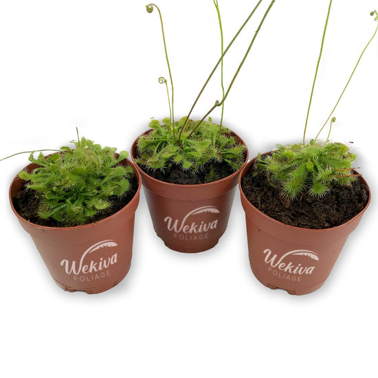 Sundew Drosera Carnivorous Plant - Live Plants in 3 Inch Pots - Beautiful Easy Care Indoor Tropical Carnivorous Plants