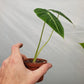 Alocasia - Live Plants in 4 Inch Pots - Florist Quality Air Purifying Indoor Plant - Nature&