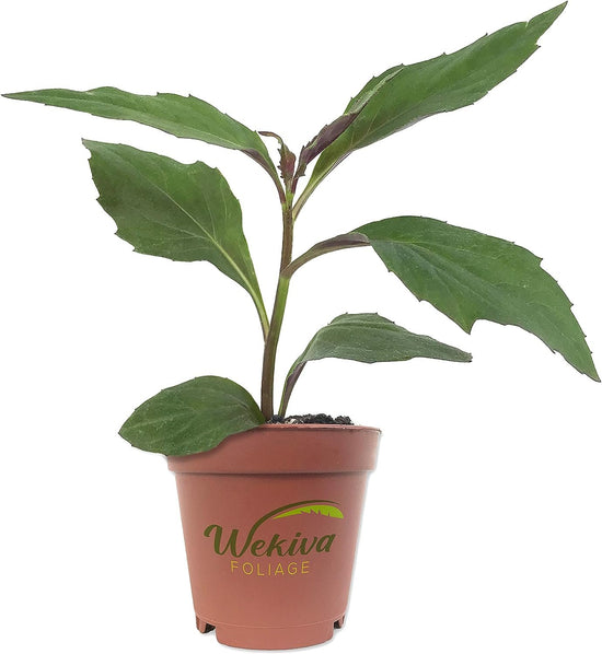 Okinawa Spinach - Live Starter Plants - Gynura Crepioides - Grow Your Own Vegetables and Fruit in The Garden or Patio