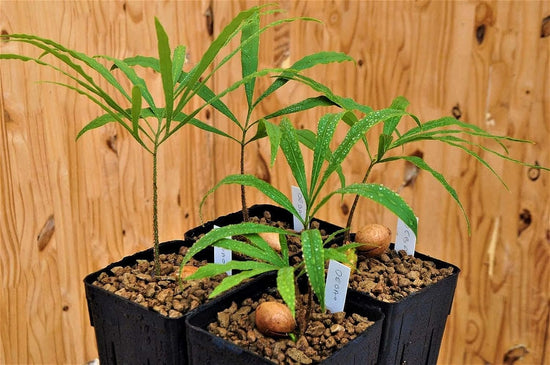 Multipinnate Sago Palm - Live Plant in a 4 Inch Growers Pot - Cycas Debaoensis - Extremely Rare Ornamental Palms of Florida