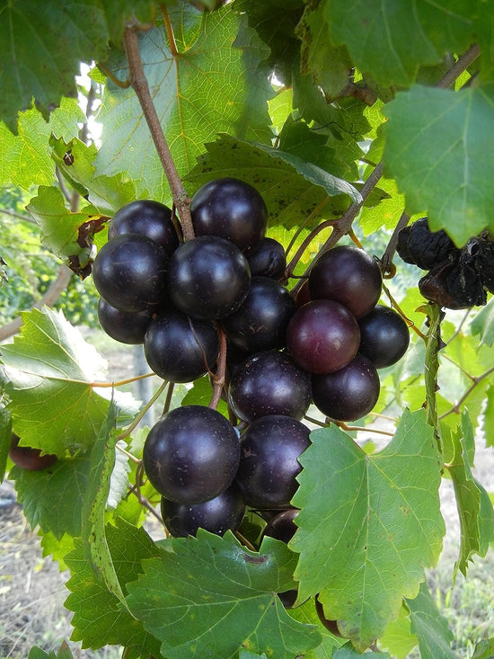 Muscadine Grape Vine with Trellis - Live Plant in a 3 Gallon Pot - 4 to 5 Feet Tall - Edible Fruit Bearing Vine