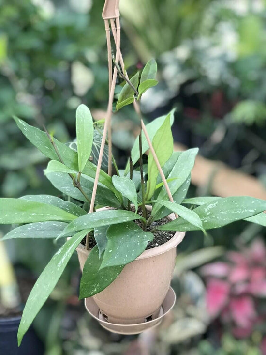 Porcelain Flower Hoya Hanging Basket - Hoya &