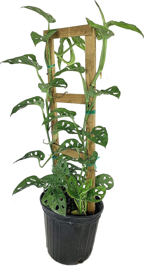 Monstera Swiss Cheese Plant with Trellis - Live Plant in a 8 Inch Pot - Monstera Adansonii - Beautiful Easy to Grow Air Purifying Indoor Plant