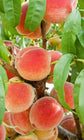 Peach Tree - Live Tree in a 3 Gallon Pot - Prunus Persica &