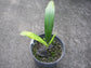 Sabinaria Palm - Live Plant in a 3 Gallon Growers Pot - Sabinaria Magnifica - Extremely Rare and Beautiful Palms from Florida