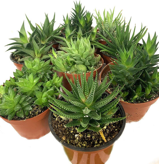 Artisan Grown Haworthia Succulent Collection – 10 Live Haworthia Plants in 4 Inch Pots – Growers Choice - Hand-Picked for Beauty – Perfect Plant Assortment for Indoors or Outdoors