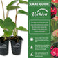 Red Sensation Anthurium - Live Starter Plants in 2 Inch Pots - Anthurium Andraeanum - Elegant Low Maintenance Air Purifying Indoor Houseplant