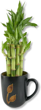 Lucky Indoor Bamboo - Live Plants - Ships Bare Root - 5-Pack of 8 Inch Straight Stalks - Air Purifying Feng-Shui Zen Garden Houseplants