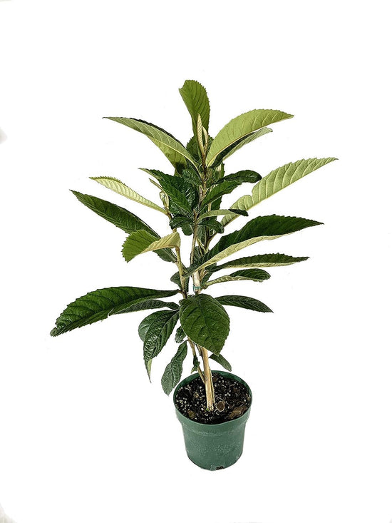 Bronze Loquat - Live 6 Inch Plants - Eriobotrya Japonica - Edible Fruit Bearing Patio Tree