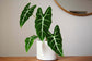 Alocasia - Live Plants in 4 Inch Pots - Florist Quality Air Purifying Indoor Plant - Nature&