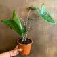 Alocasia - Live Plants in 4 Inch Pots - Florist Quality Air Purifying Indoor Plant - Nature&