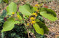 Sherbet Berry Phalsa Plant - 4 Live Starter Plants in 2 Inch Pots - Grewia Asiatica - Sweet Edible Fruit Tree for The Garden