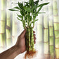 Lucky Indoor Bamboo - Live Plants - Ships Bare Root - 5-Pack of 6 Inch Straight Stalks - Air Purifying Feng-Shui Zen Garden Houseplants