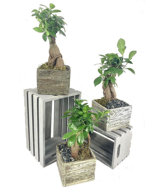 Faux Wood Bonsai Planter - Live Plants in 5 Inch Decorative Pots - Plant Variety is Grower&