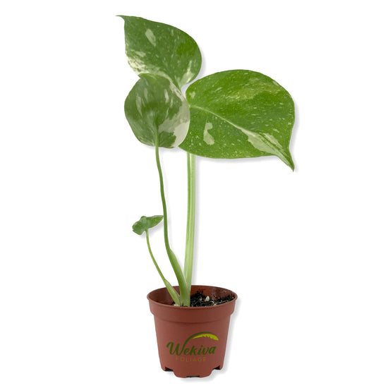 Thai Constellation Monstera - Live Starter Plant in a 2 Inch Grower&