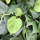 Philodendron - Live Plants in 6 Inch Pots - Rare and Elegant Indoor Houseplant