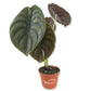 Alocasia - Live Plants in 4 Inch Pots - Florist Quality Air Purifying Indoor Plant - Nature&