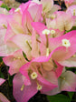 Imperial Thai Delight Bougainvillea Tree - Live Plant in a 10 Inch Grower&