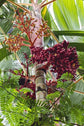 Orange Crownshaft Palm Tree - Live Plant in a 10 Inch Pot - Areca Vestiaria - Extremely Rare Ornamental Palms from Florida