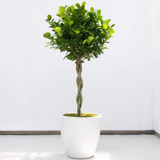 Dianiella Ficus Weeping Fig Braid - Live Plant in an 10 Inch Growers Pot - Ficus Benjamina Daniella - Beautiful Easy Care Air Purifying Indoor Houseplant