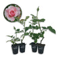 Our Lady of Guadalupe Rose Bush - Live Starter Plants in 2 Inch Pots - Beautifully Fragrant Heirloom Rose from Florida - A Versatile Beauty with a Rich Fragrance