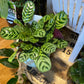 Calathea Burle Marxii Prayer Plant - Live Plants in 4 Inch Pots - Calathea Burle Marxii - Beautiful and Elegant Indoor Houseplants from The Nursery
