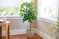 Ficus Tree - 4 Live Starter Plants in 2 Inch Pots - Stunning Easy Care Interior Houseplant