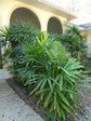 Lady Palm - Live Starter Plants in 2 Inch Pots - Rhapis Excelsa - Beautiful Clean Air Indoor Outdoor Houseplant