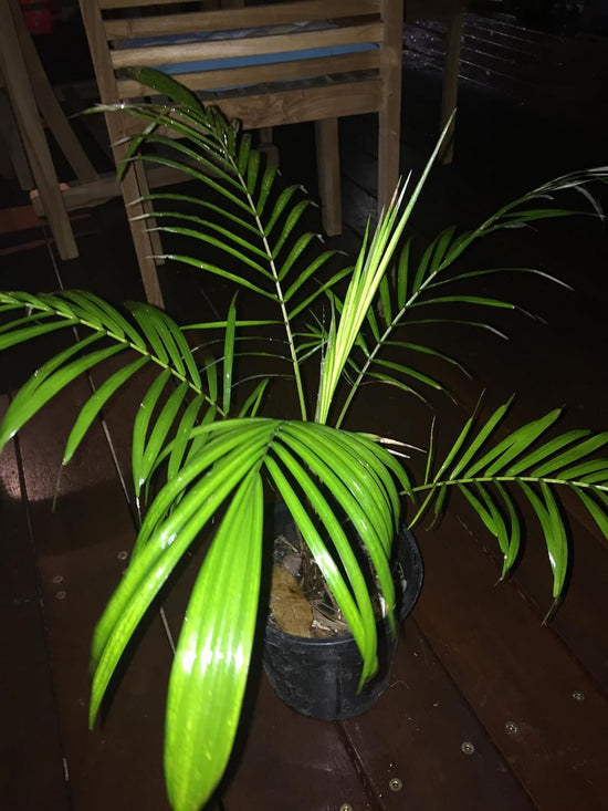 Hoehnei Palm - Live Plant in a 3 Gallon Growers Pot - Lytocaryum Hoehnei - Extremely Rare and Beautiful Palms from Florida