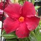 Red Dipladenia Plant - Live Plants in 6 Inch Pots - Beautiful Flowering Easy Care Vine - Tropical Indoor Outdoor Plants from Florida