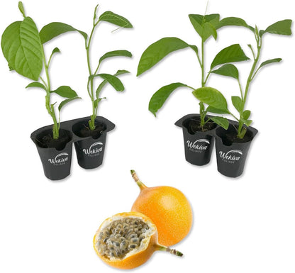 Purple Possum Passion Fruit Plant - 4 Live Starter Plants - Edible Fruit Bearing Vine for The Patio and Garden