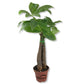 Money Tree Braid - Live Plants in 3 Inch Growers Pots - Pachira Aquatica - Low Maintenance Indoor Houseplant - Your Feng Shui Path to Prosperity