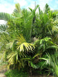 Dwarf Sugar Palm Tree - Formosa Palm - Live Plant in a 3 Gallon Grower&