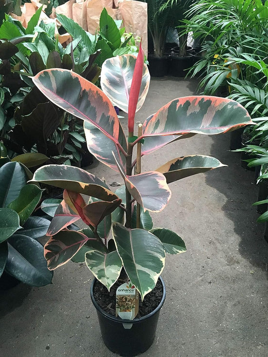 Ruby Ficus Rubber Plant - Live Plant in an 10 Inch Growers Pot - Ficus Elastica &