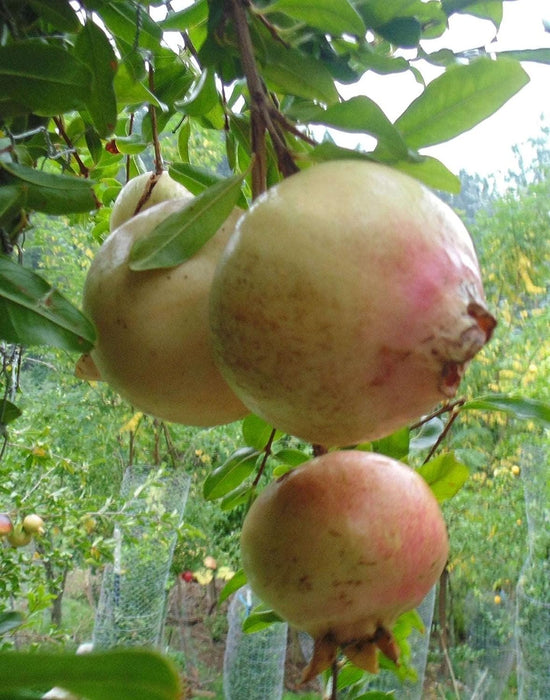 Pomegranate Tree - Live Starter Plants in 2 Inch Growers Pot - Punica Granatum - Edible Fruit Bearing Tree for The Patio and Garden