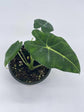 Alocasia - Live Plants in 4 Inch Pots - Florist Quality Air Purifying Indoor Plant - Nature&